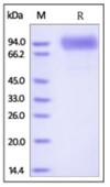 SDS-PAGE (GPNMB-3783H).jpg